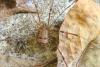 Nelima sp.